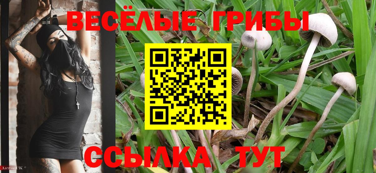Галлюциногенные грибы Cubensis Ковров